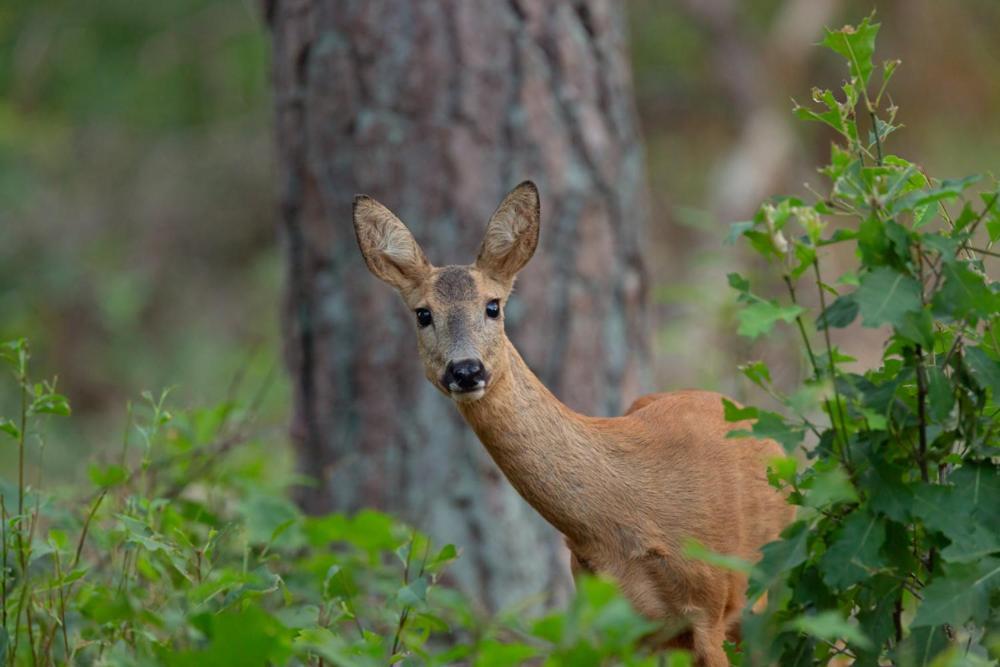 Genieten Op De Veluwe Van Rust En Natuur Putten Exteriér fotografie